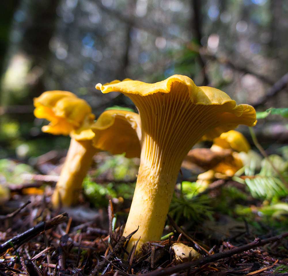 Photo of chanterelle mushroom in the Oregon Coast Range