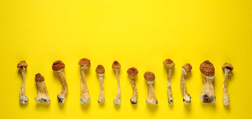 Dried psiloyibin mushrooms on a yellow background, of the kind used in Oregon's psilocybin program